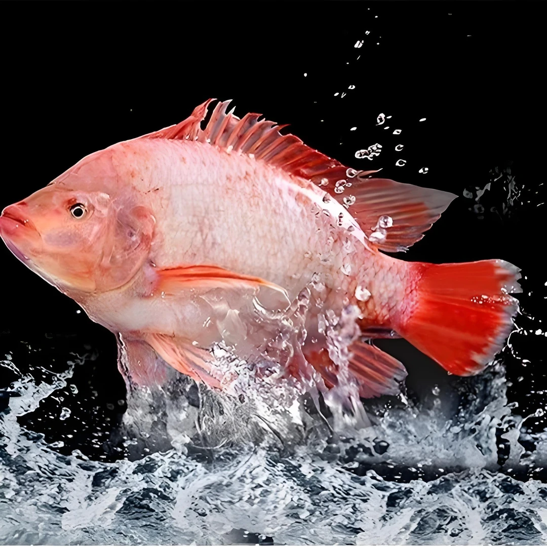 鲜活速冻彩虹鲷鱼/海鲷鱼 1.5斤-2斤/条