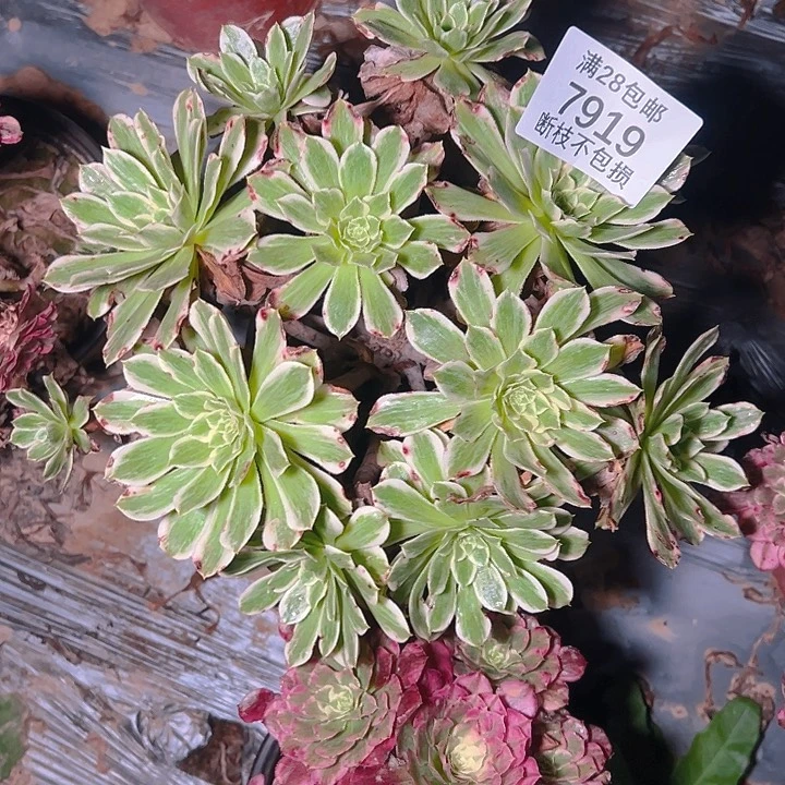 7919碧浪多肉植物