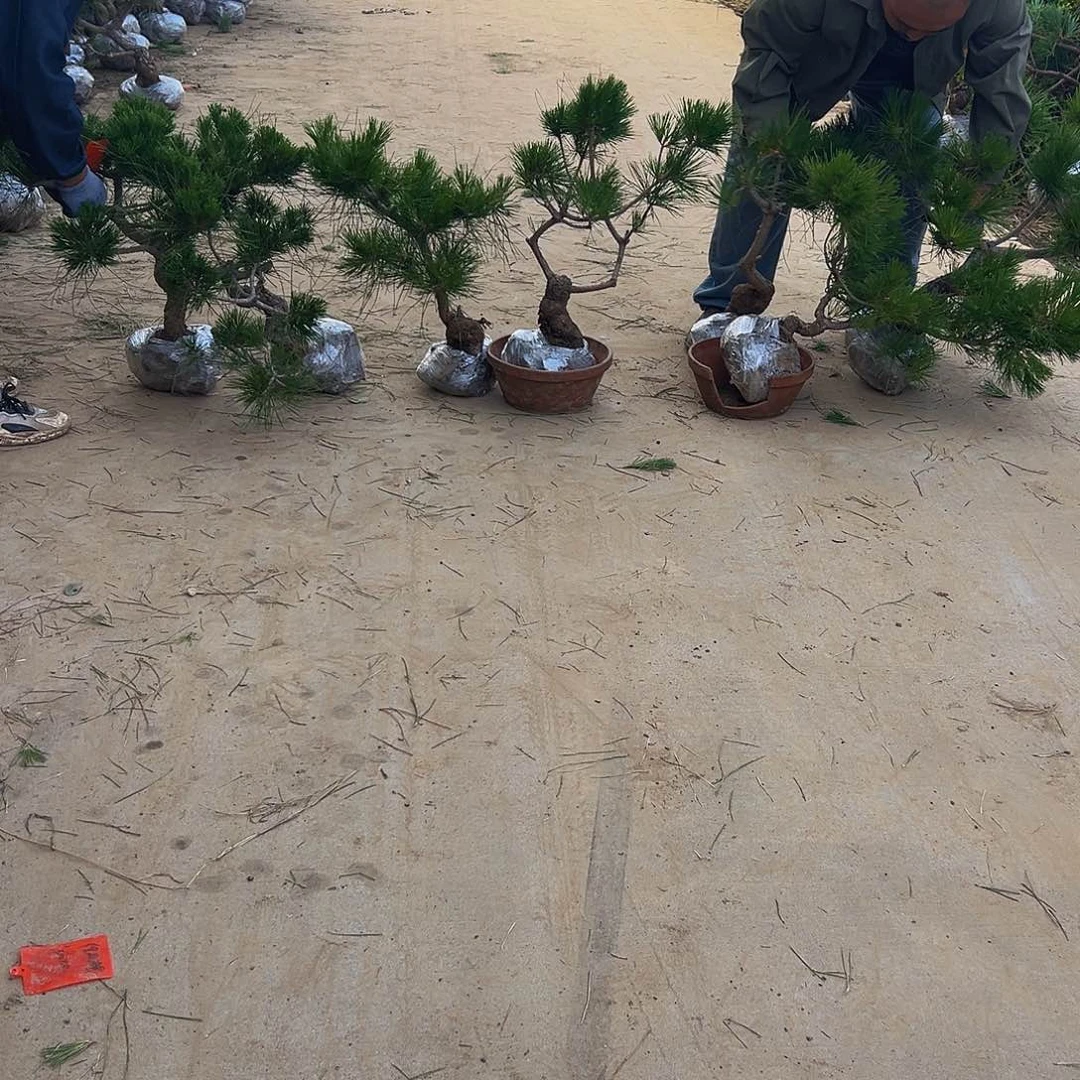 无花朵二****院88888888888888