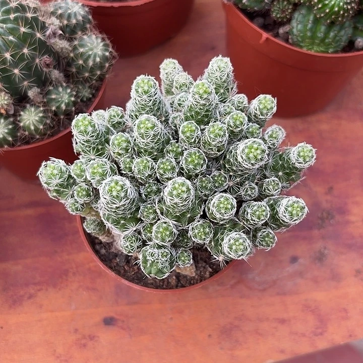 “****琴百鸟群仙人球的123