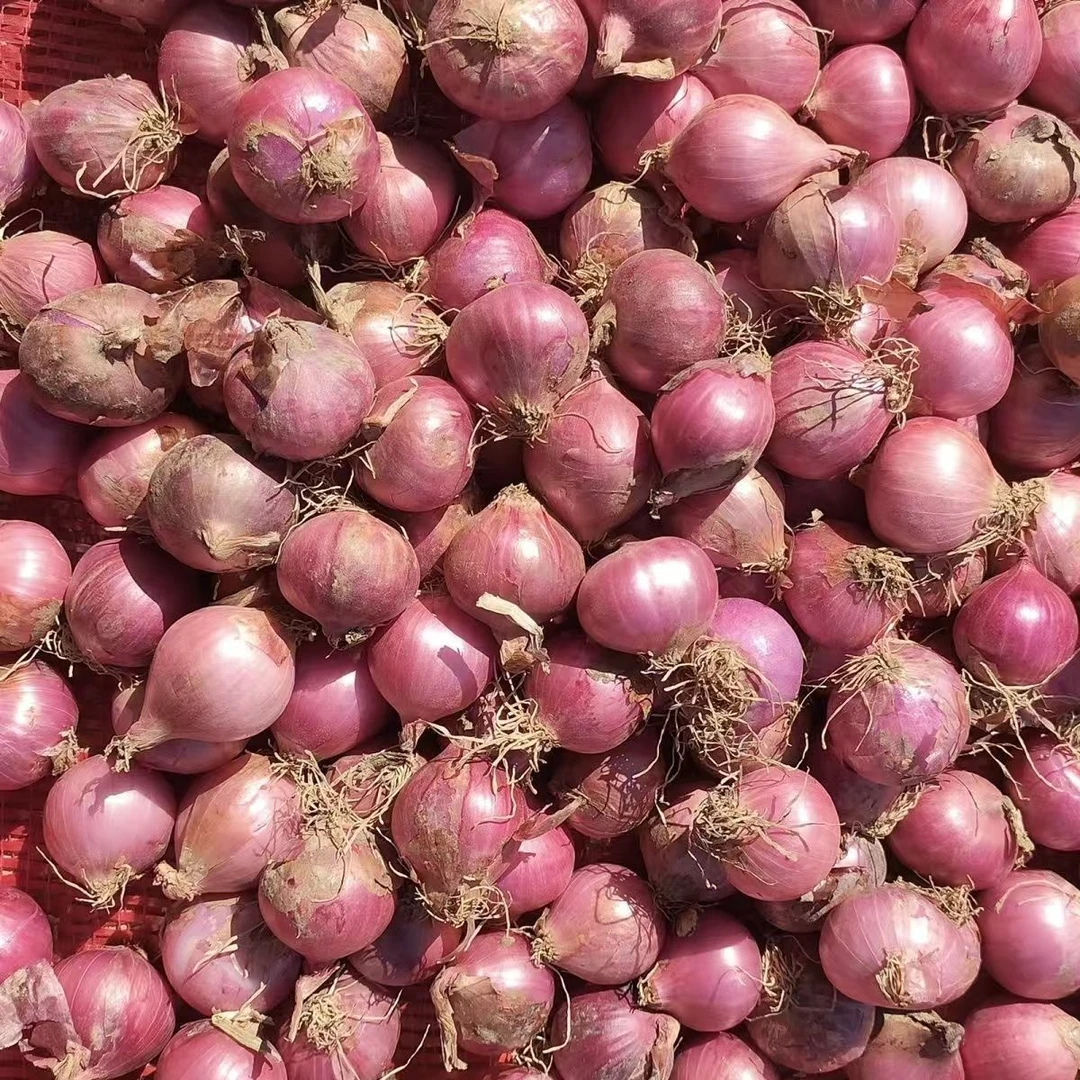 紫皮小毛葱红葱头大葱头笨毛葱小洋葱东北特产五斤包邮