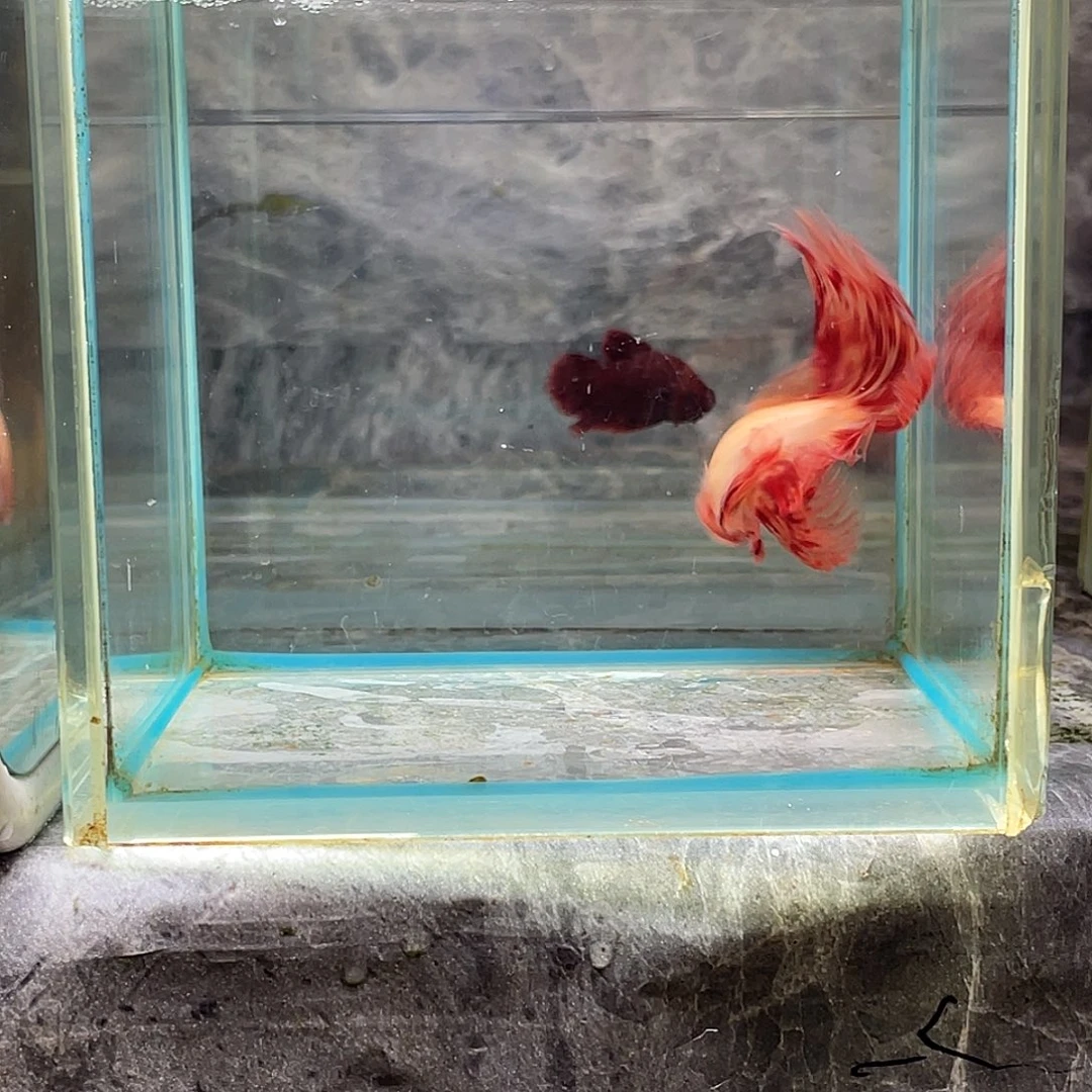 斗鱼育平斗鱼泰国斗鱼