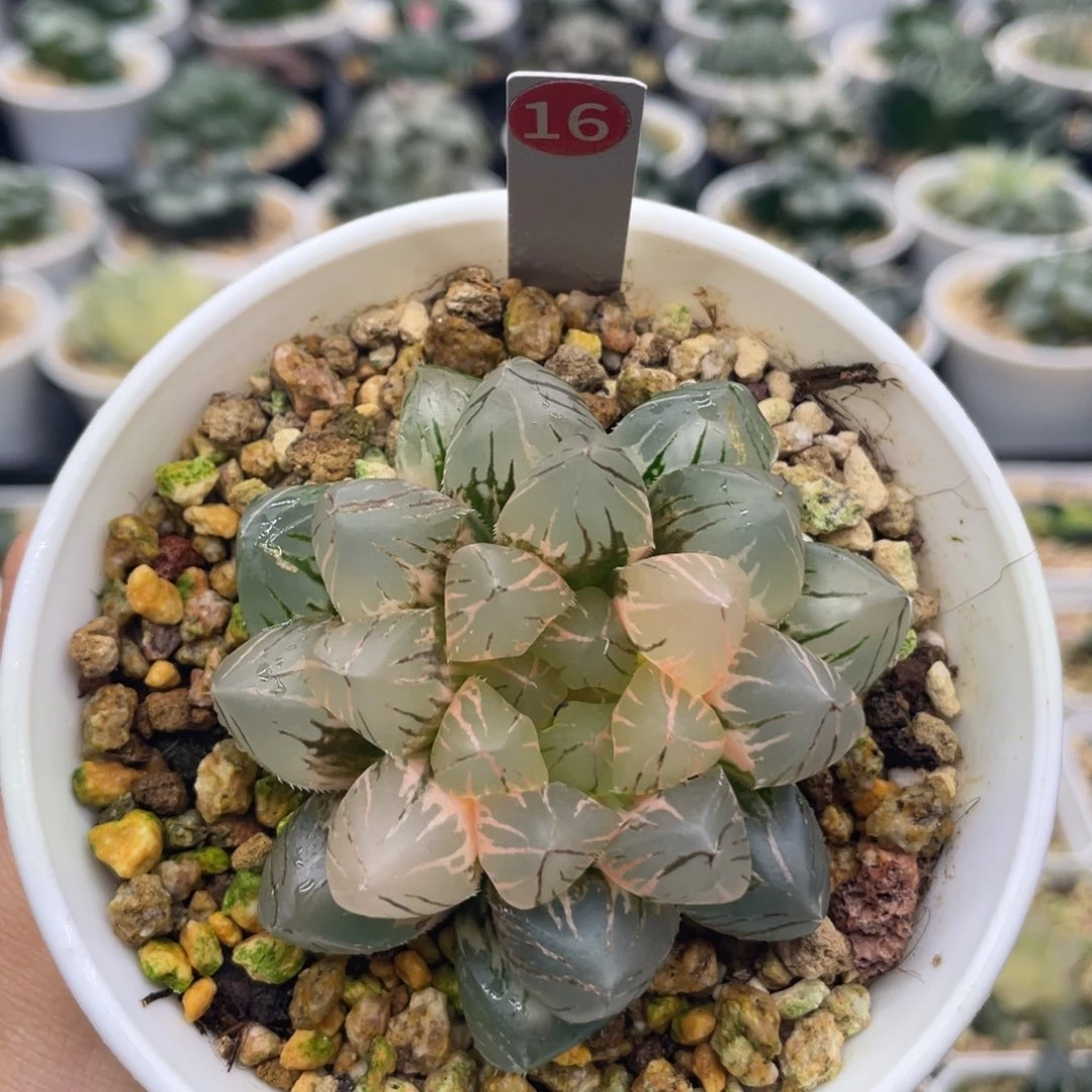 小蔡的菜园 16 om锦