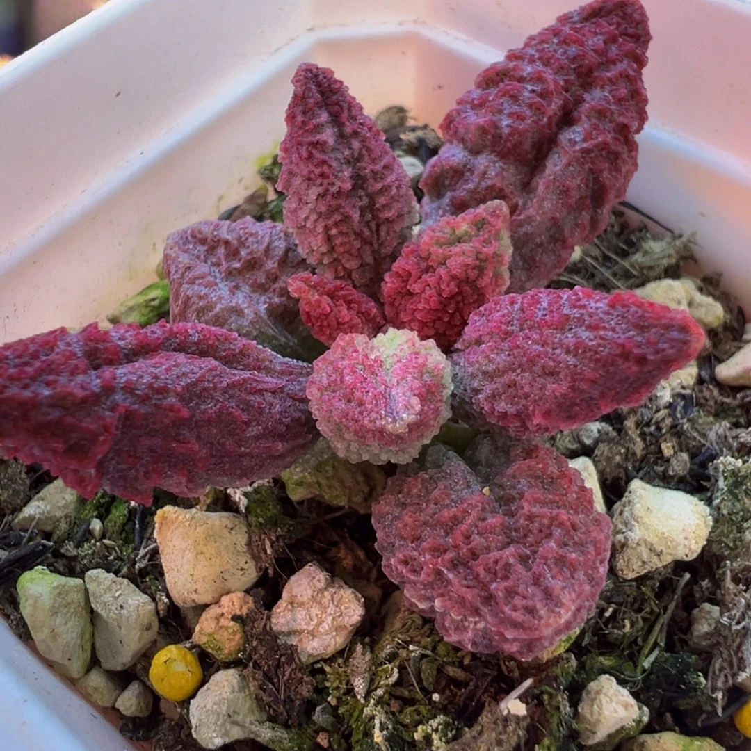 一组自拍，感谢支持