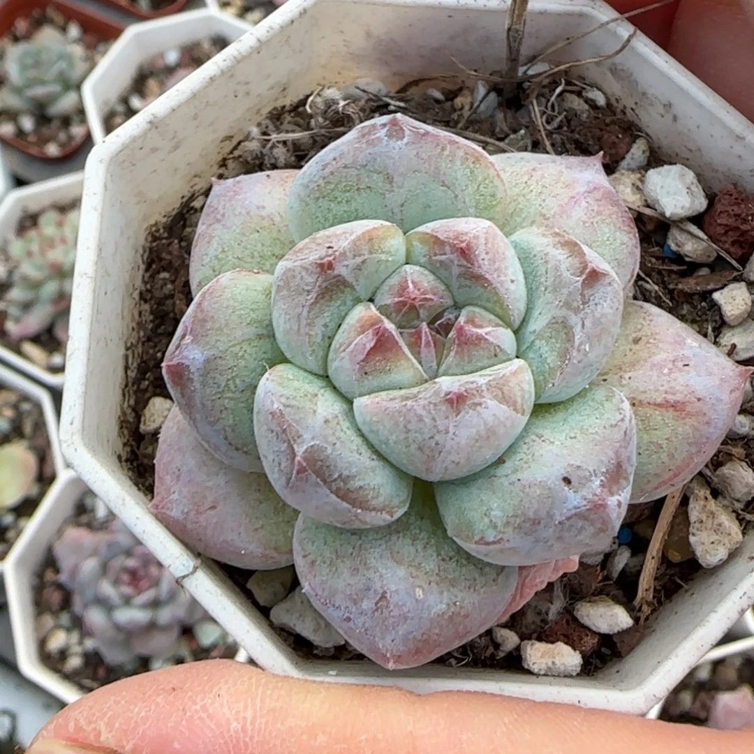 皮***球小卡拉米糖心一物一拍