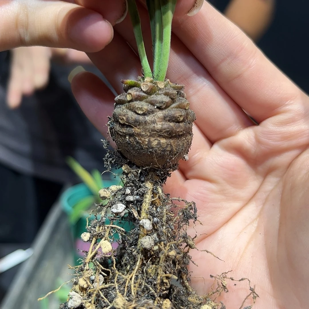 2.5cm实生铁甲丸1颗