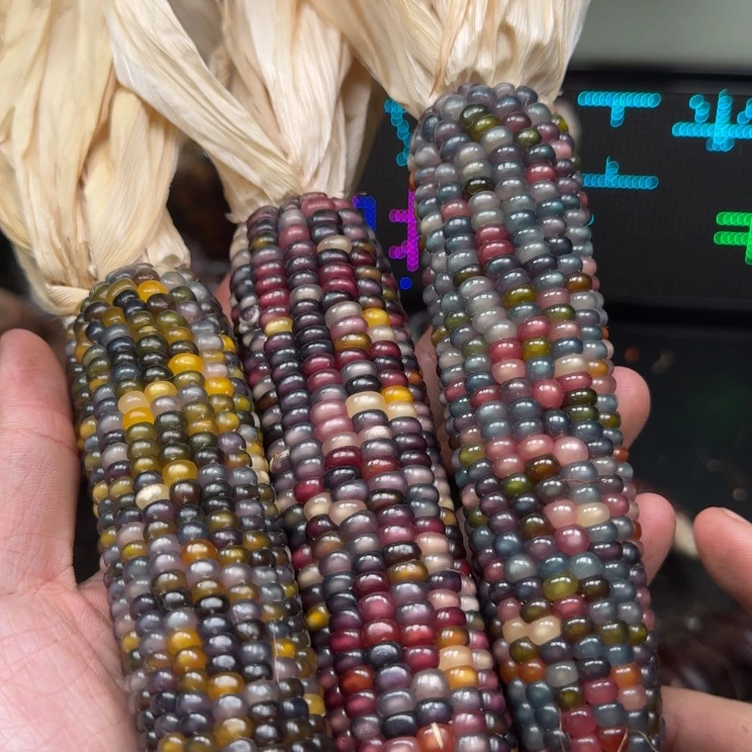 柏香籽/百香籽吊坠唐***糖