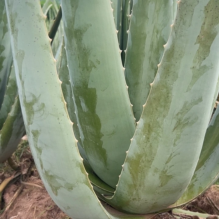 无花朵2片食用叶片，每片700克左右