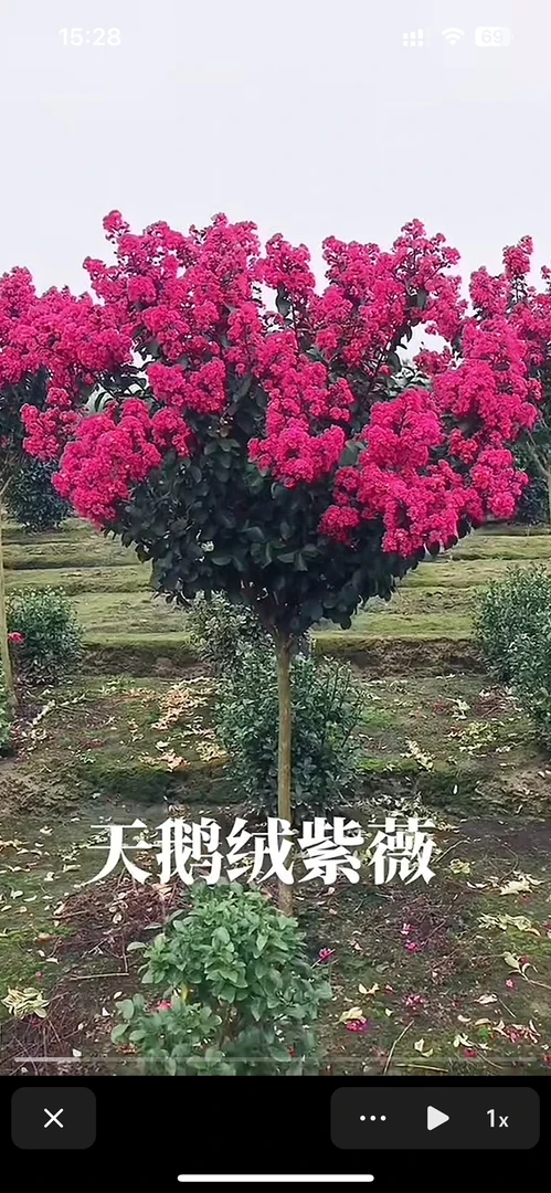 天鹅绒紫薇，红火箭紫薇基地直发，耐寒耐高温不挑土壤不挑气候。