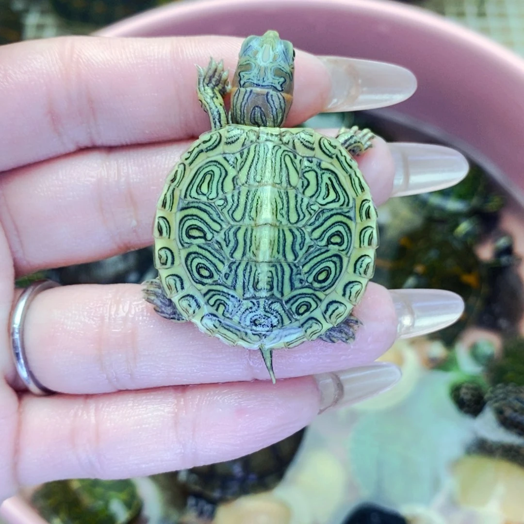 不分公母宠物龟落***L彩头蜡笔苗