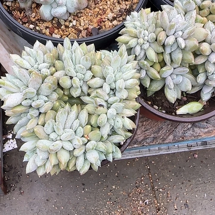 青蛙王子儿童牙膏套装11