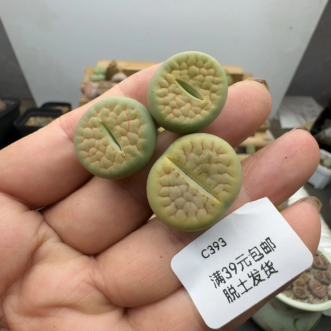 393多肉哈哈哈哈哈哈哈