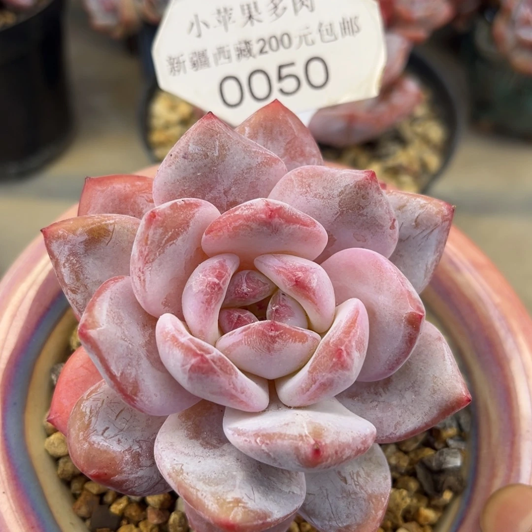 粉底紫心050/7cm单头