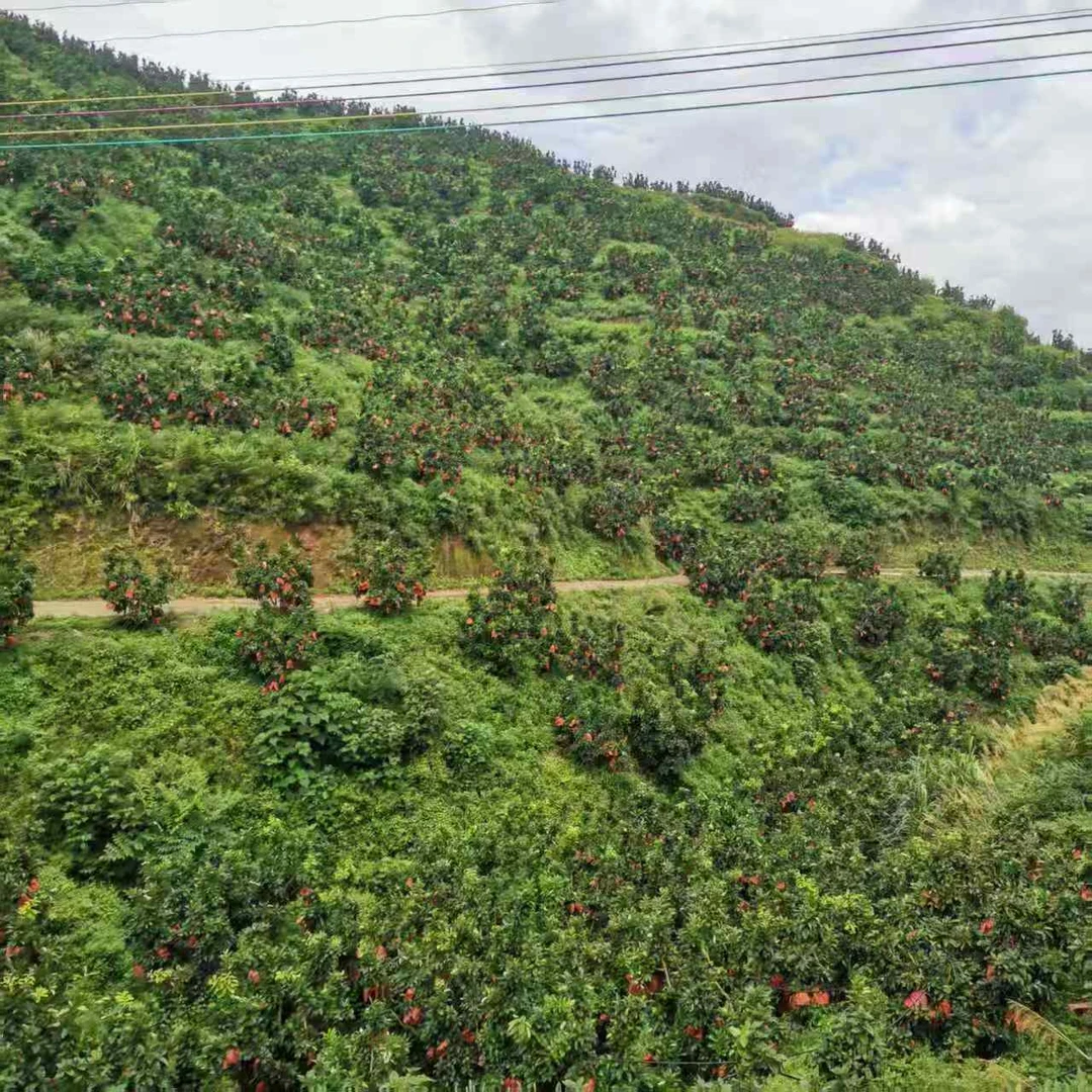 正宗梅州三红心蜜柚老树头茬鲜果现摘现发清甜多汁