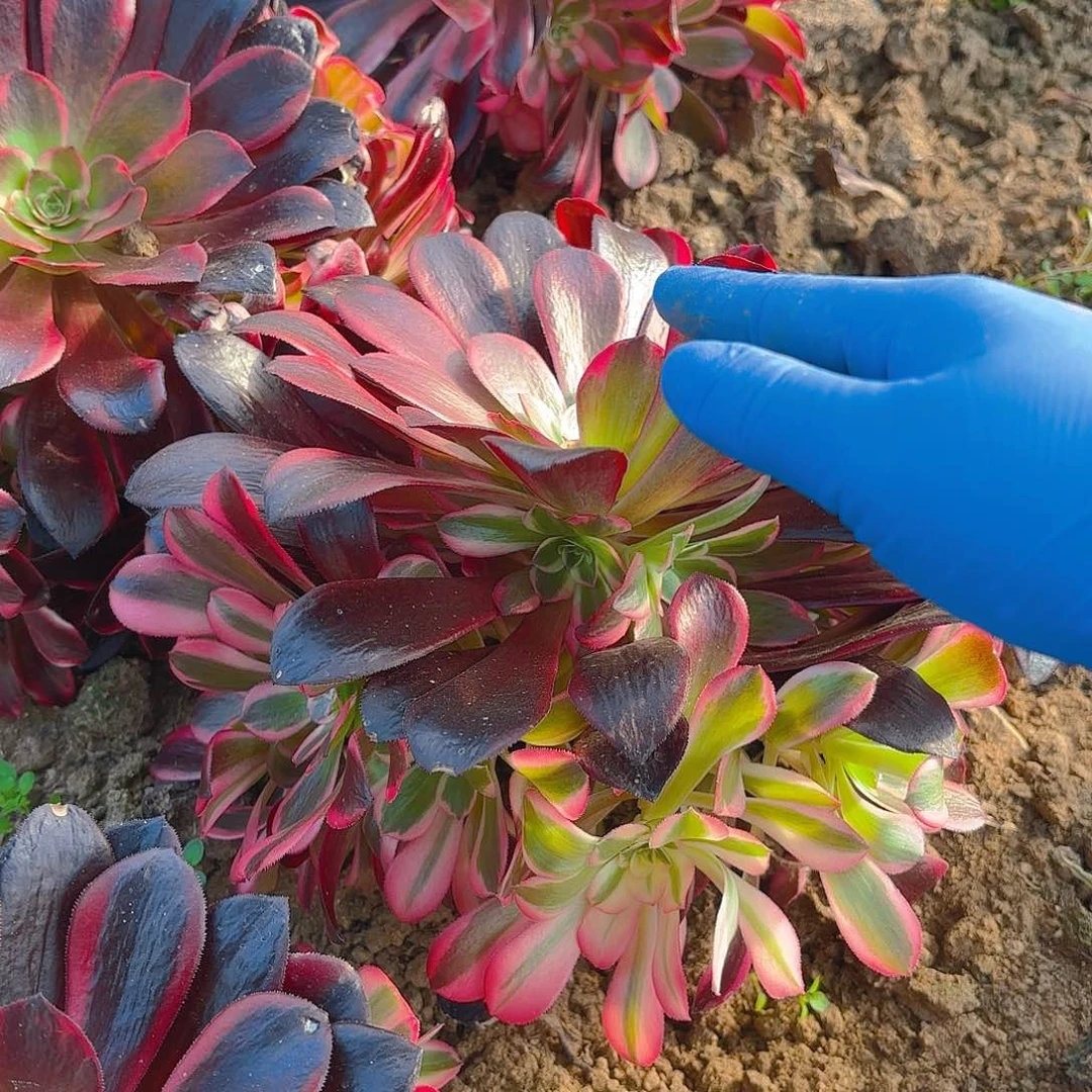 蛇毒美杜莎手捧多肉植物