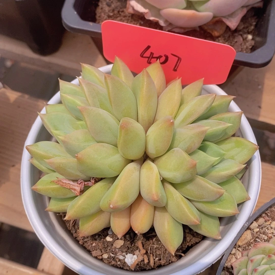 多肉植物，周末专场，嗨起来