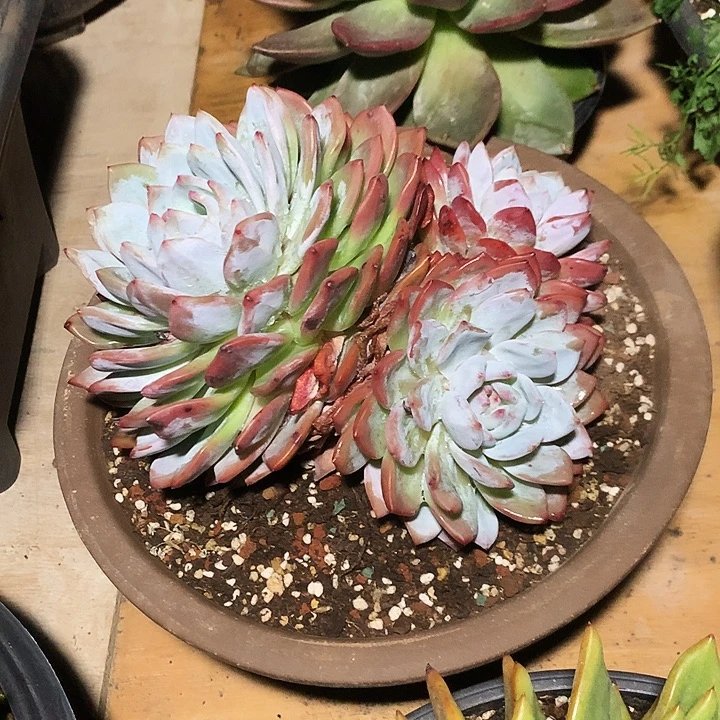 美肉特价活动开始啦