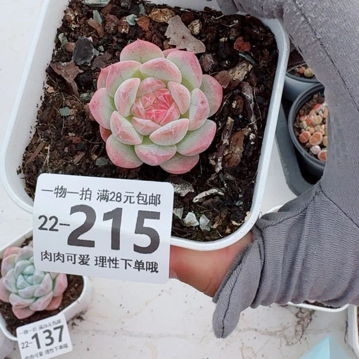 七仙女无盆土发货无盆土