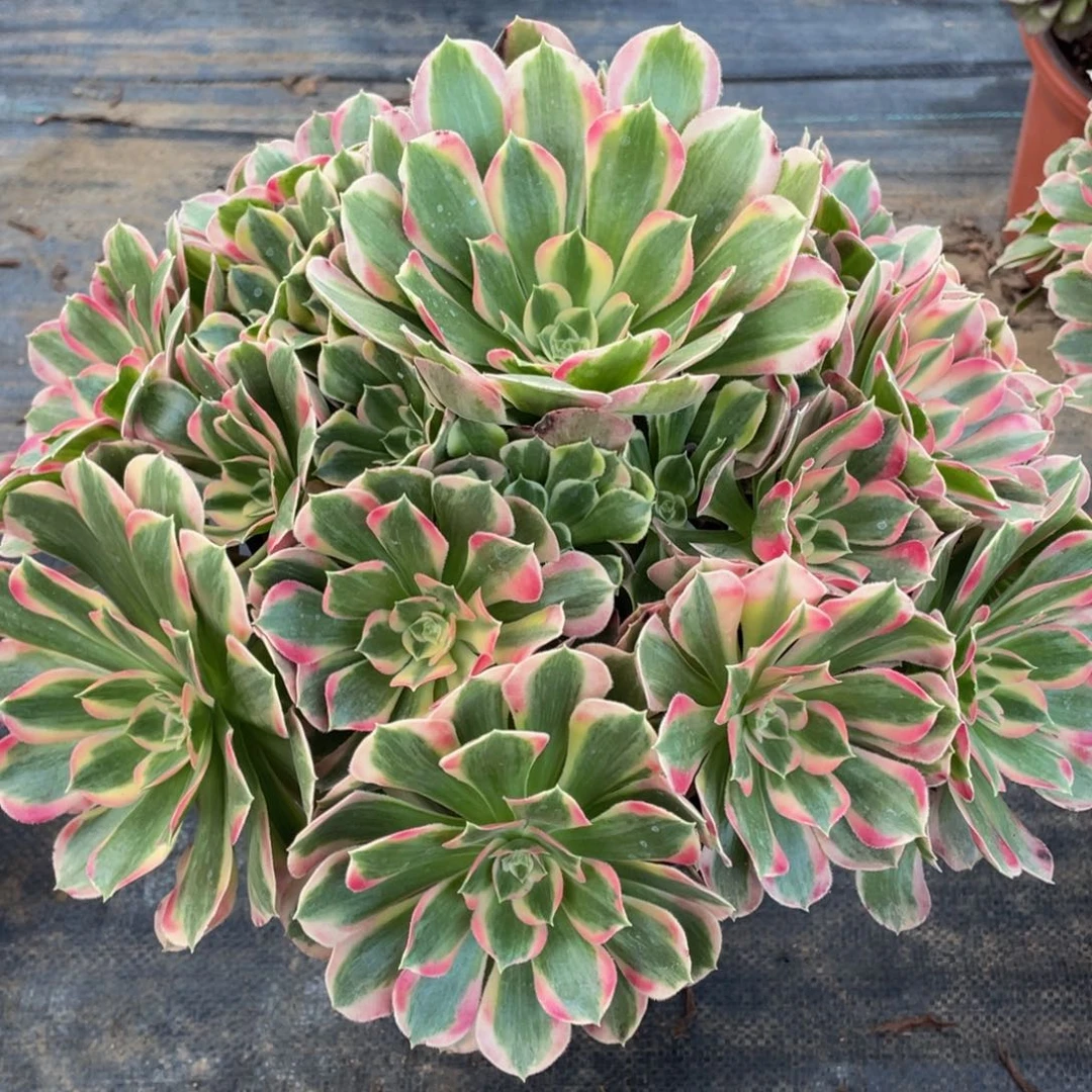 698七彩石精品法师老桩