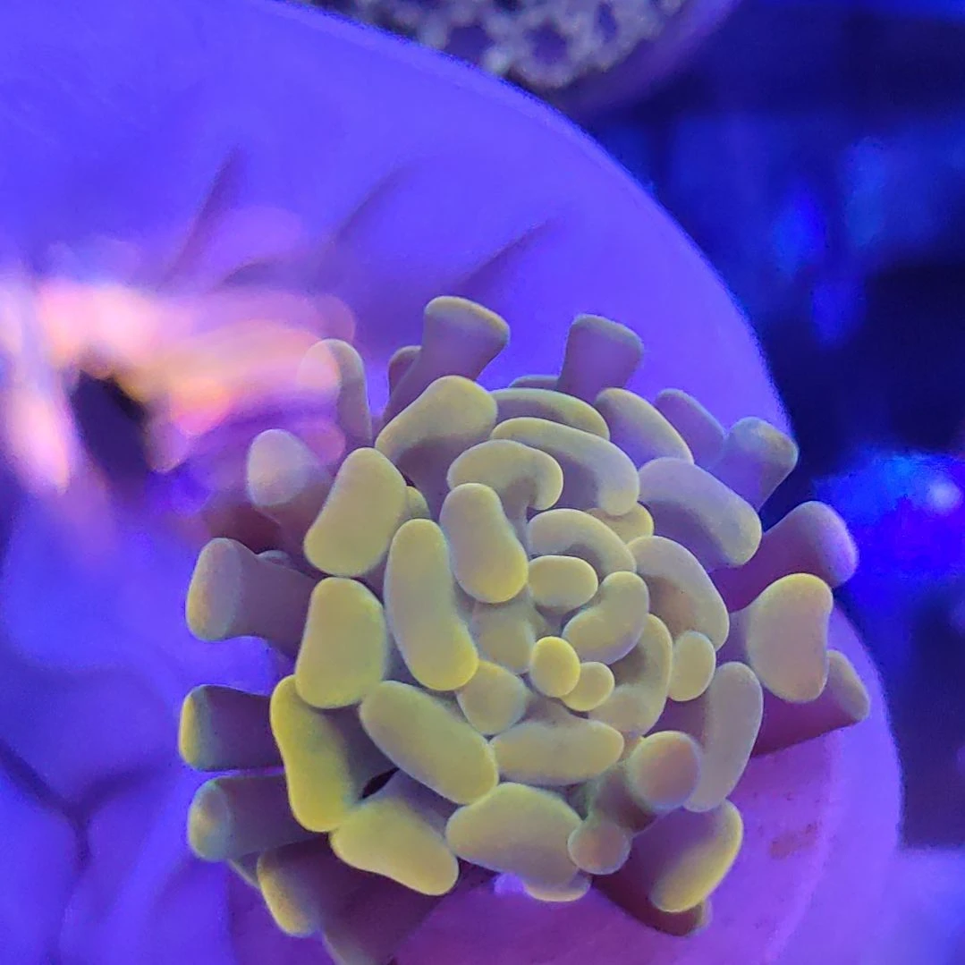 智海珊瑚链接 活体不支持退货