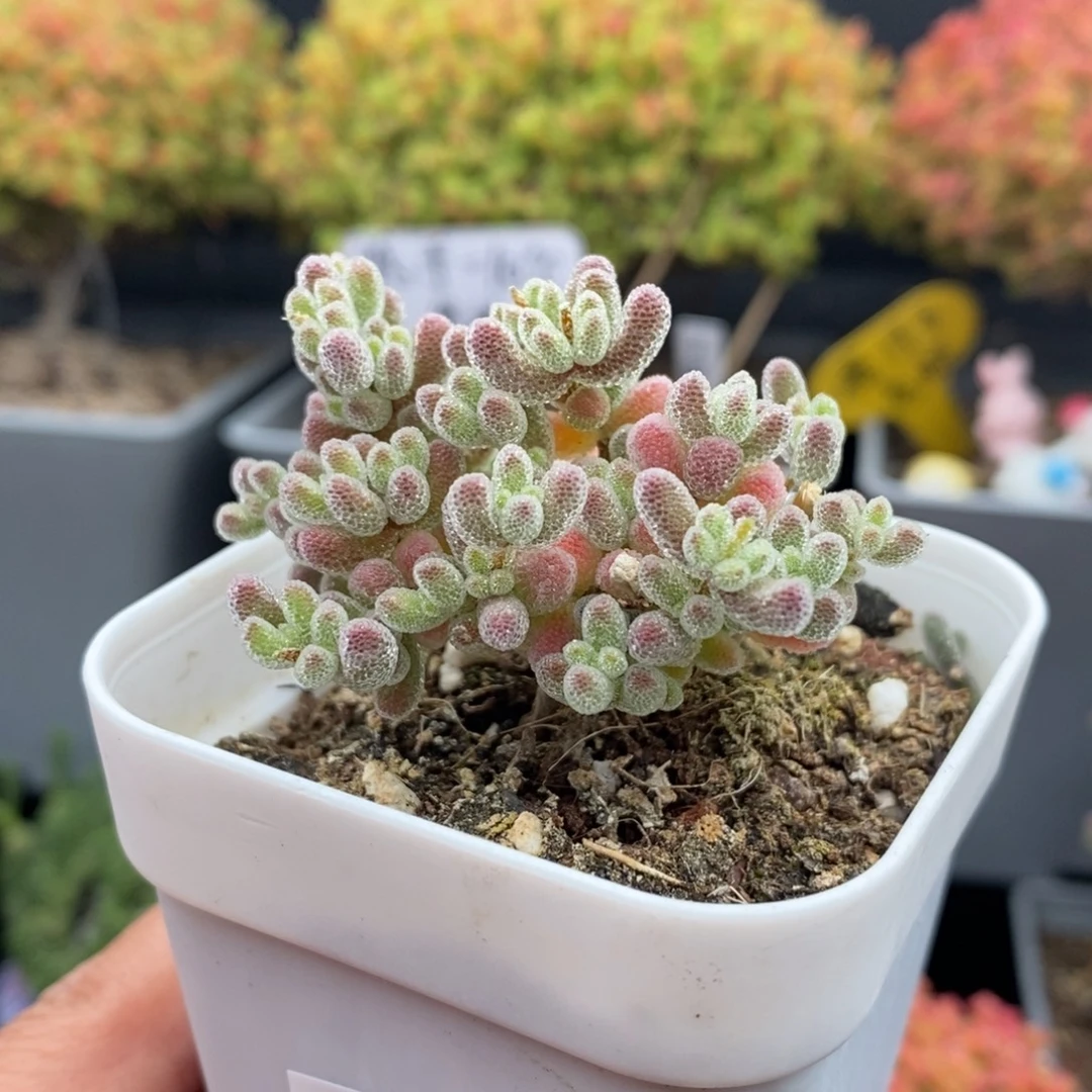 无花朵60号优选冰晶枝干