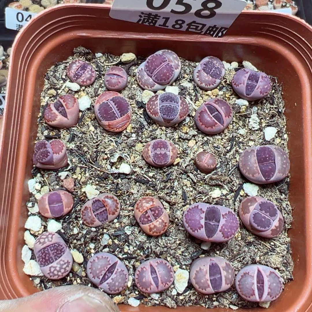 【闪购商品】 058。