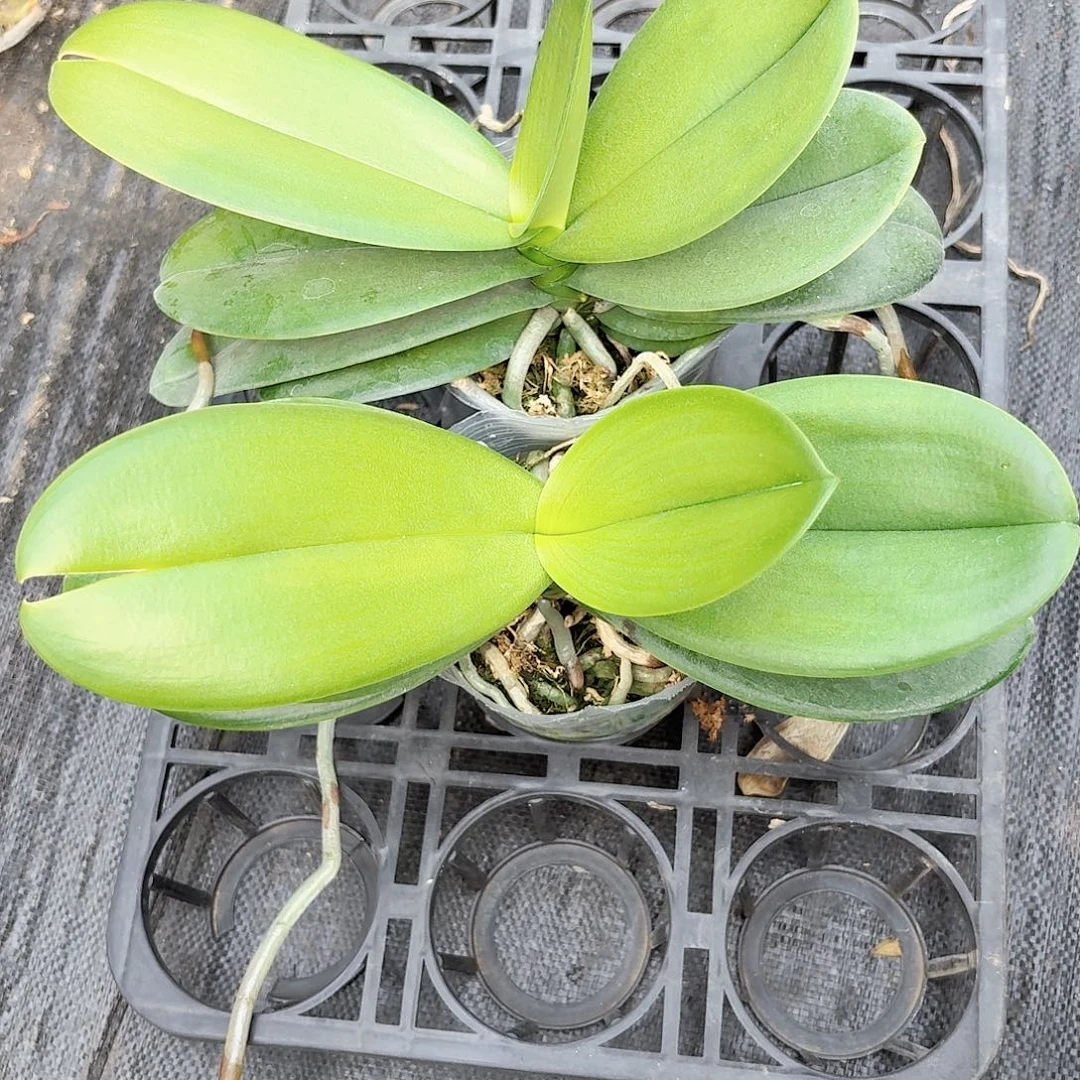 无花朵白天鹅2颗轻微叶损