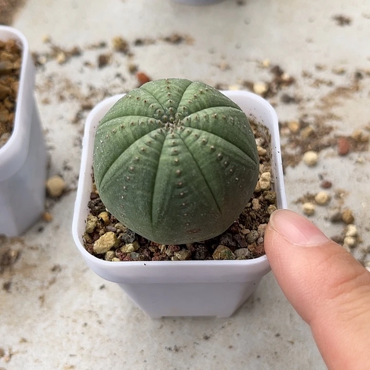 无花朵实生欧布一物一拍