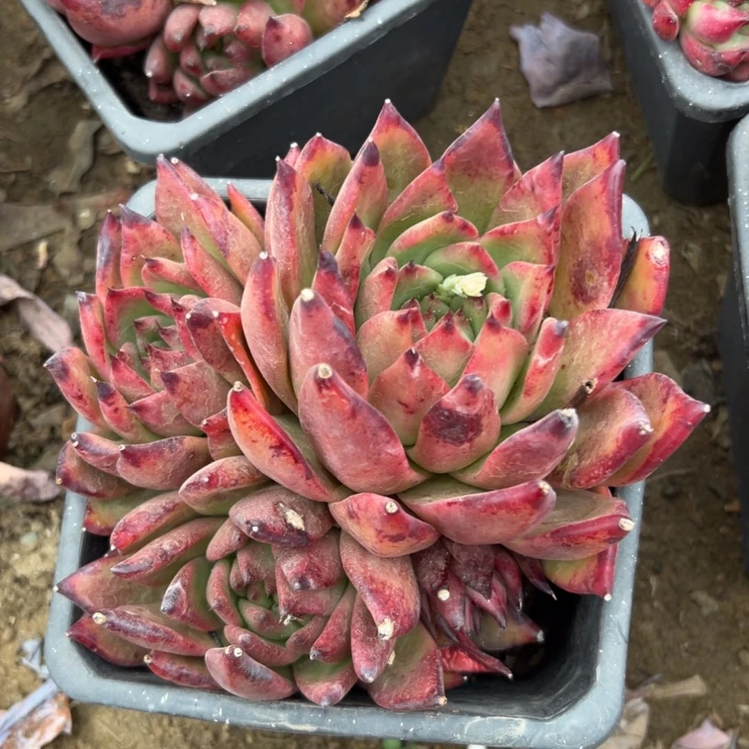 多肉植物弗兰克大颗