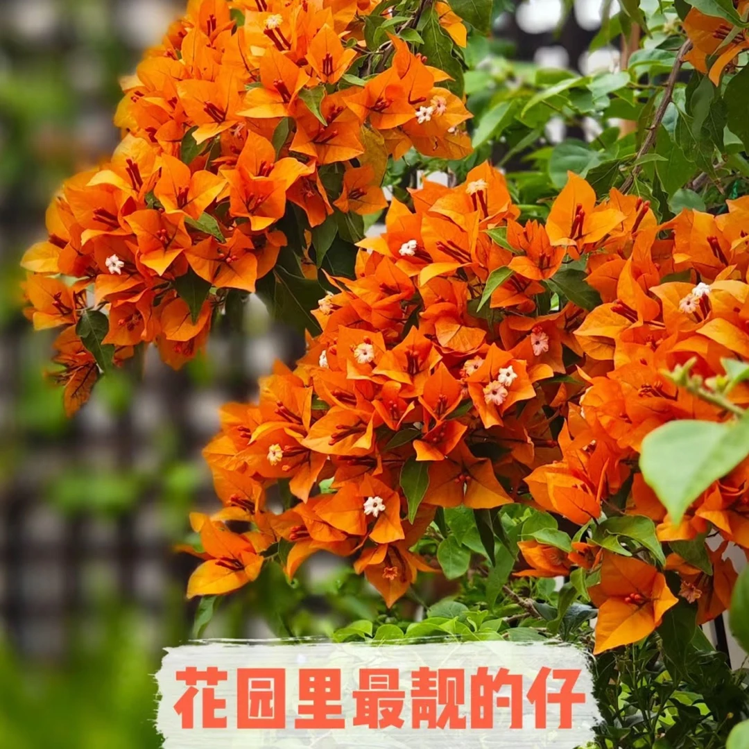 【橙桑巴】三角梅品种苗四季勤花好养易活不带花不带盆