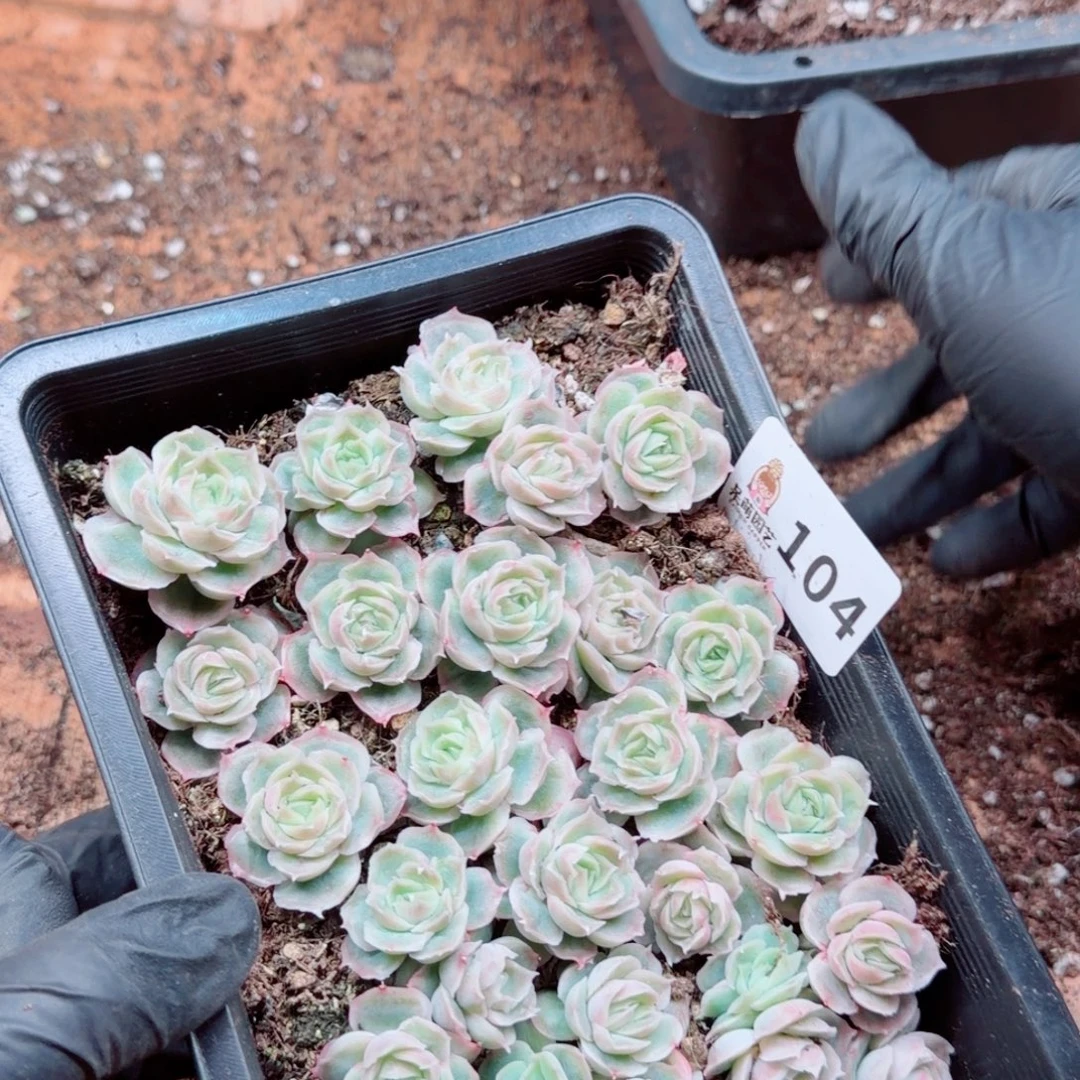 敏***多肉植物多肉植物