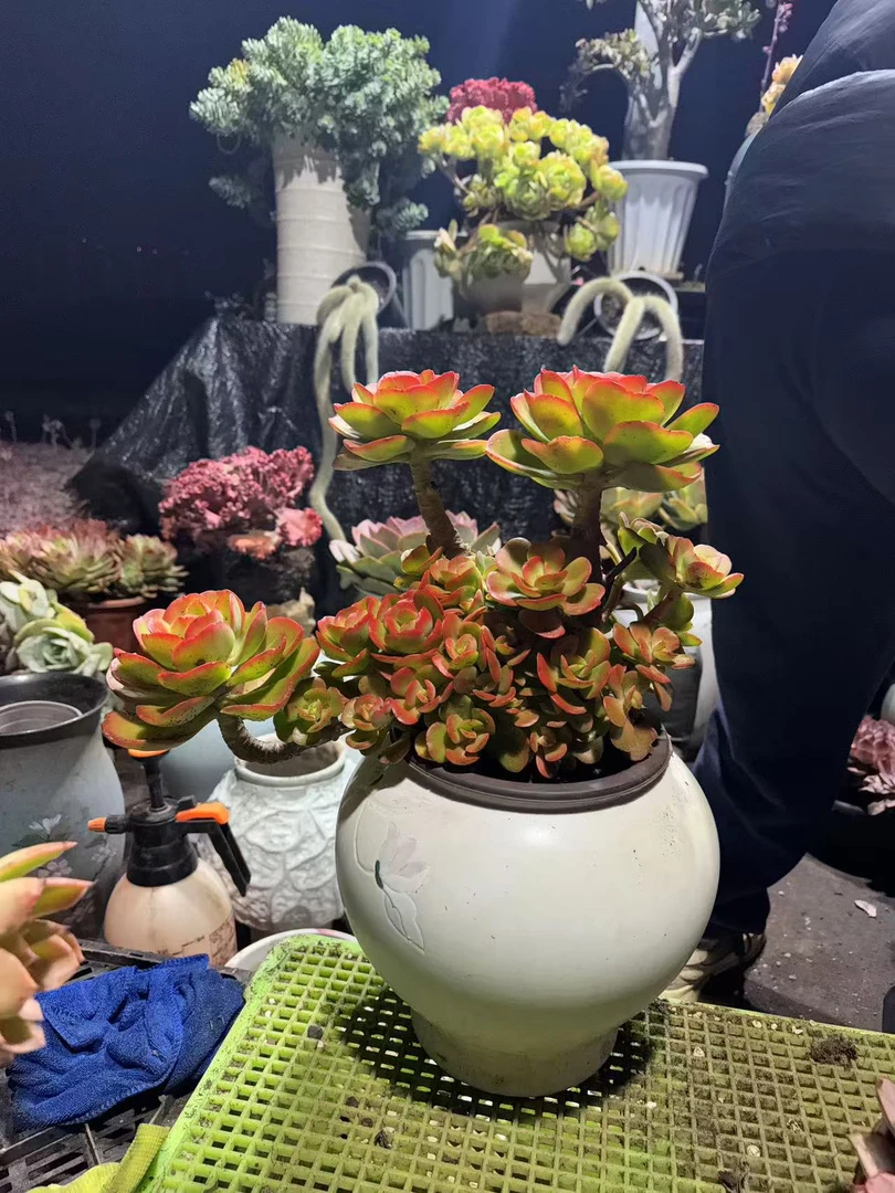 精品多肉   红梅