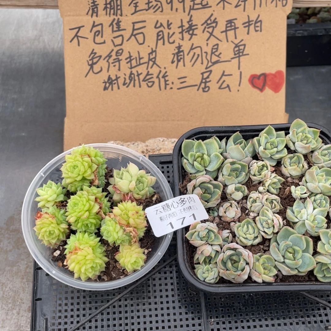 云糖心多肉植物171