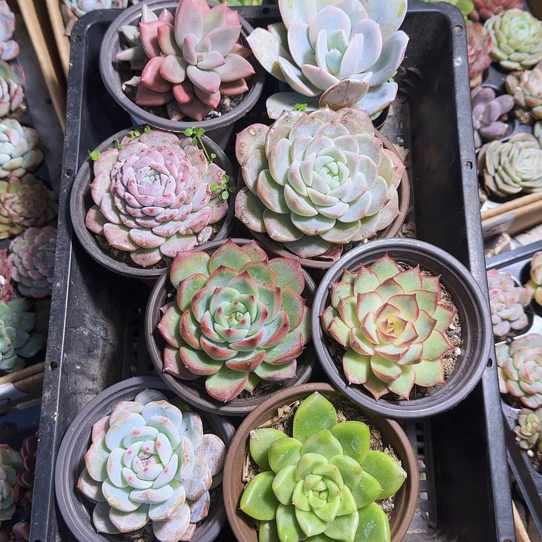 多肉植物带盆发货