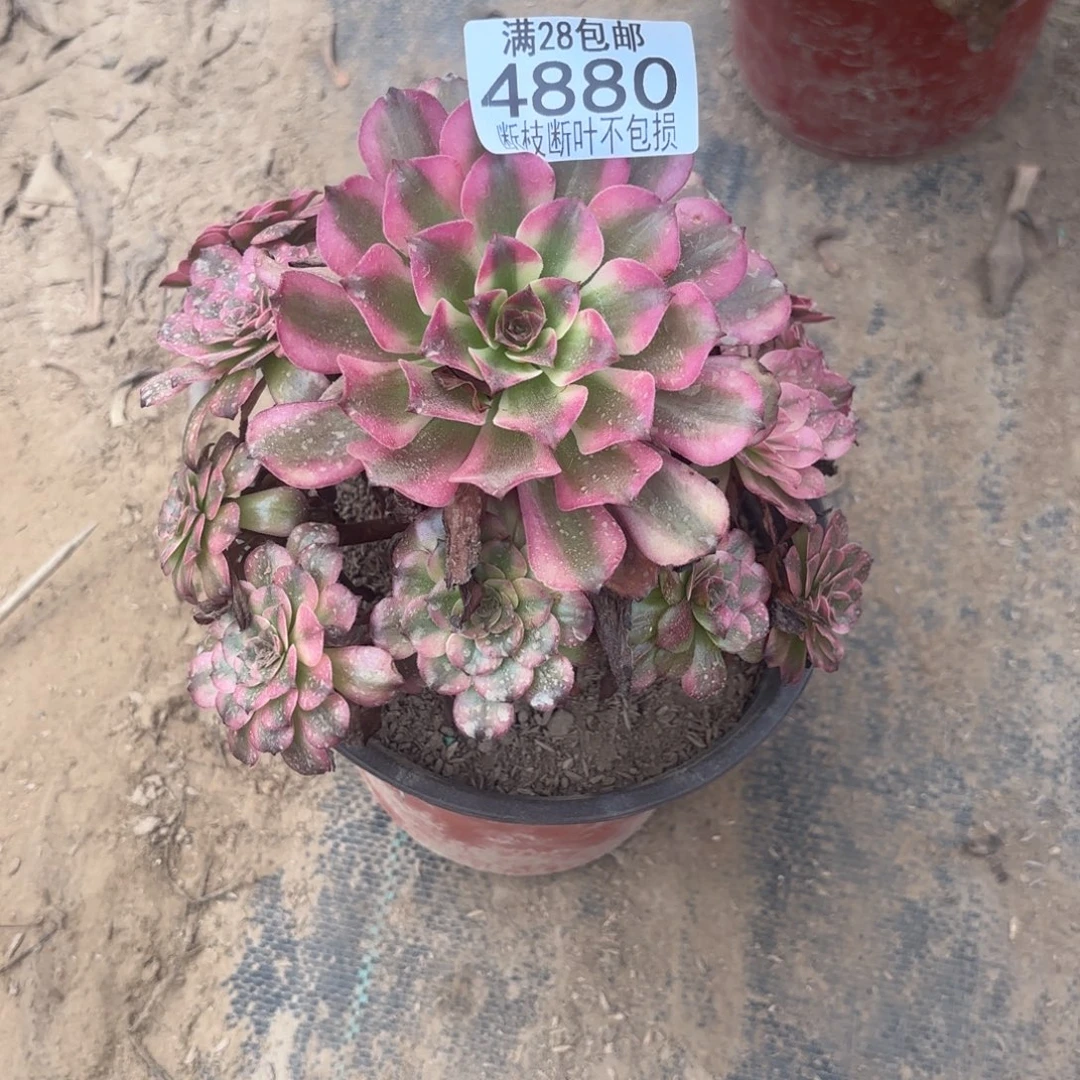 O. 4880美肌多肉，baaed
