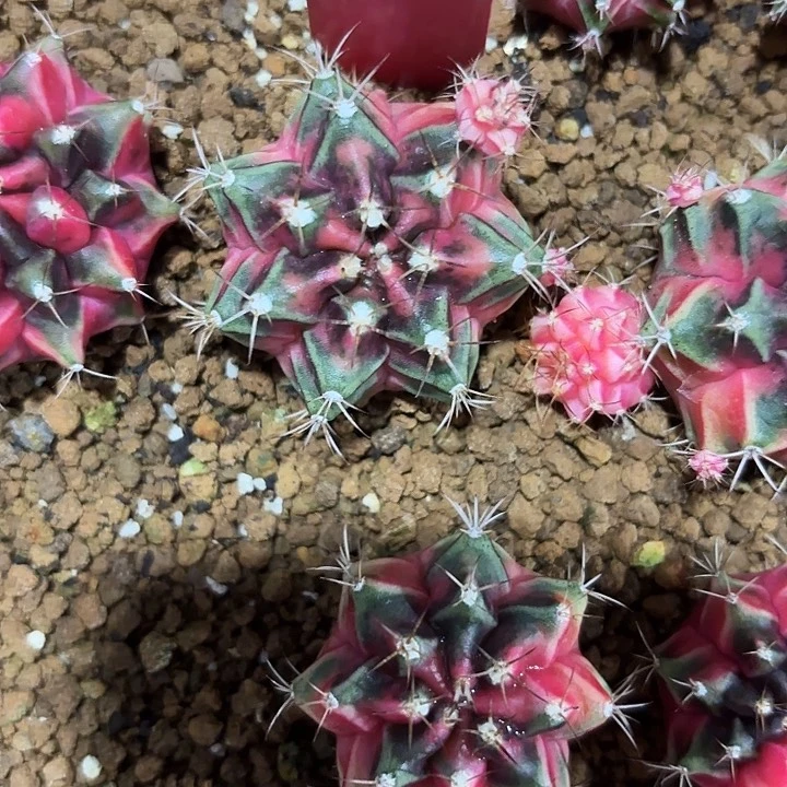 676-0706泰国发货