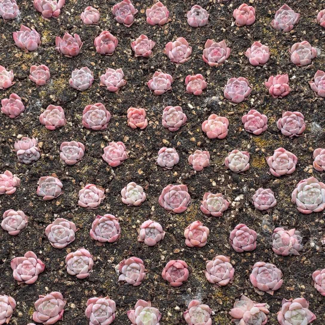 云糖心多肉植物55