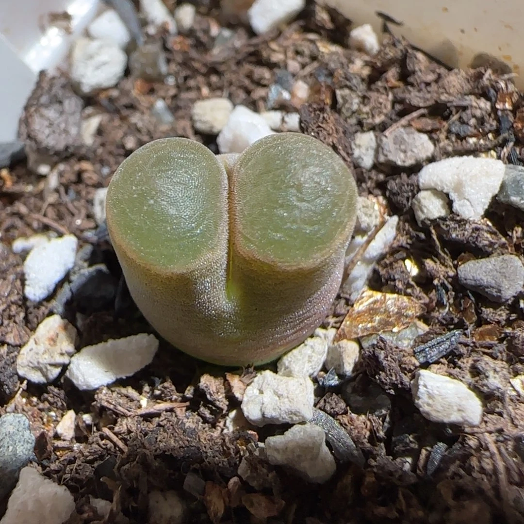 肉锥多肉植物组合-磁铁1218