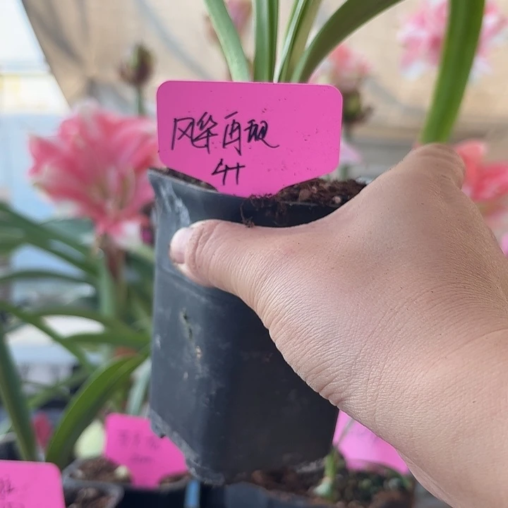 无花朵风华再现朱顶红直径4cm