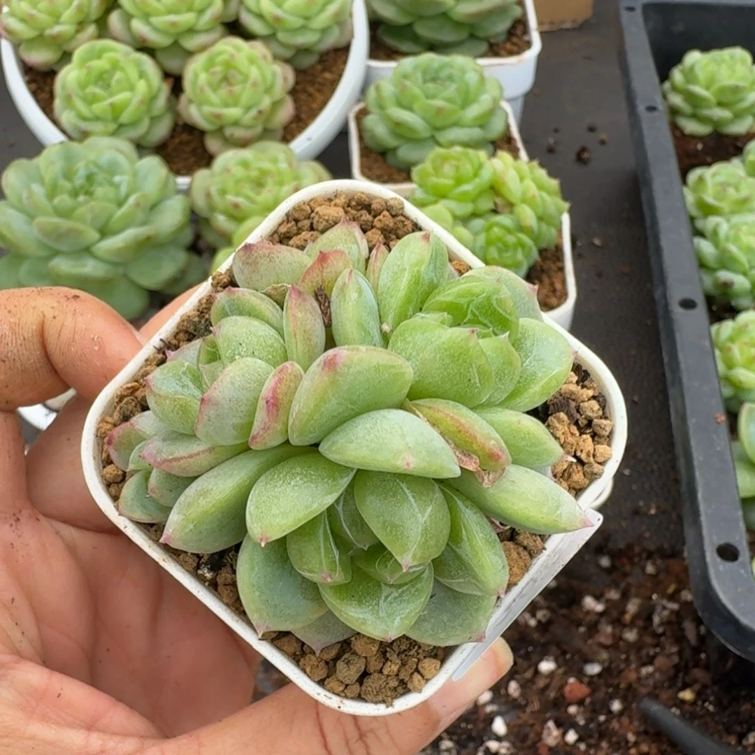 一物一拍一物一拍1109-288