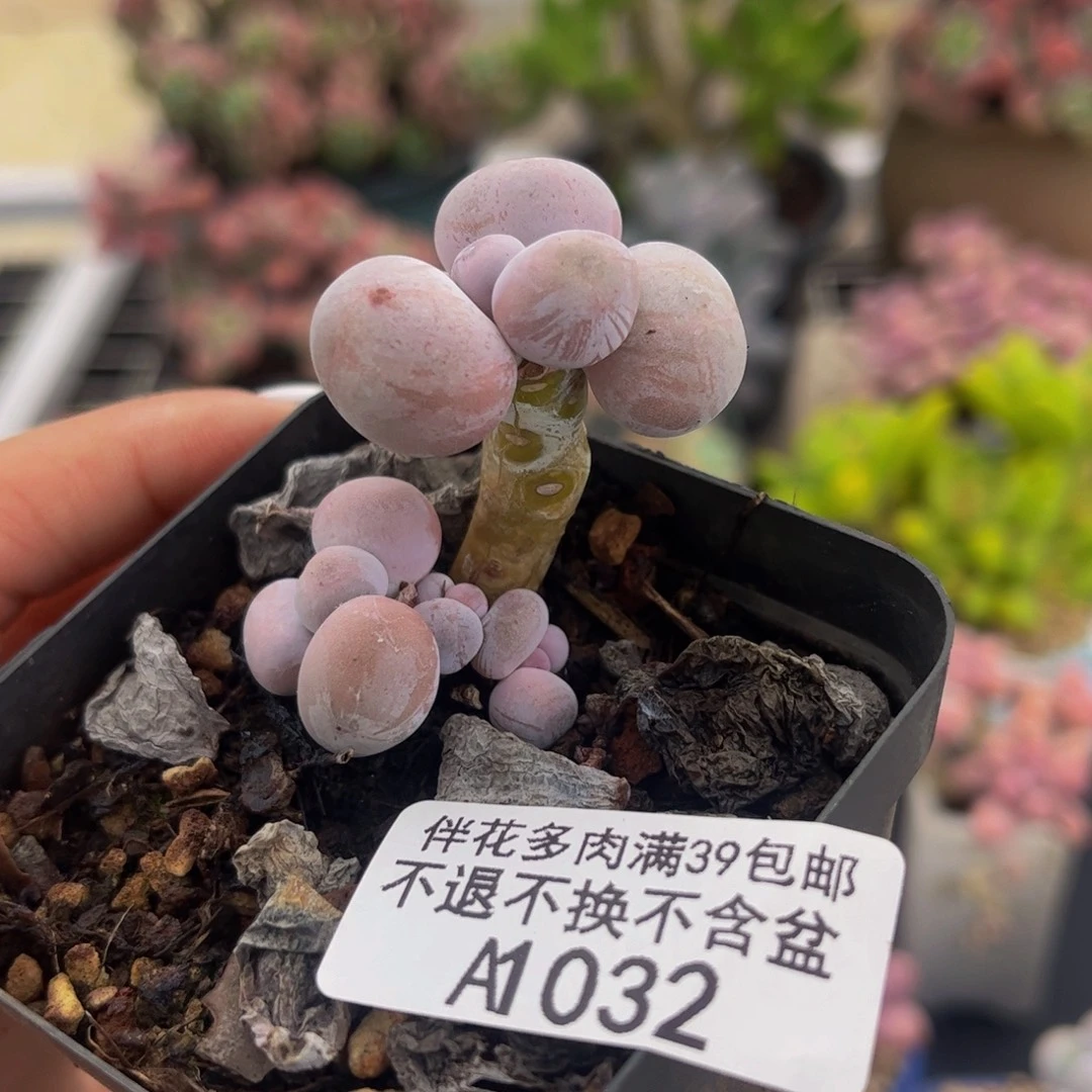 032-橙奶多肉多肉2cm