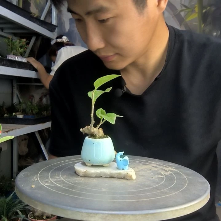 ?***?中青园艺一物一拍274