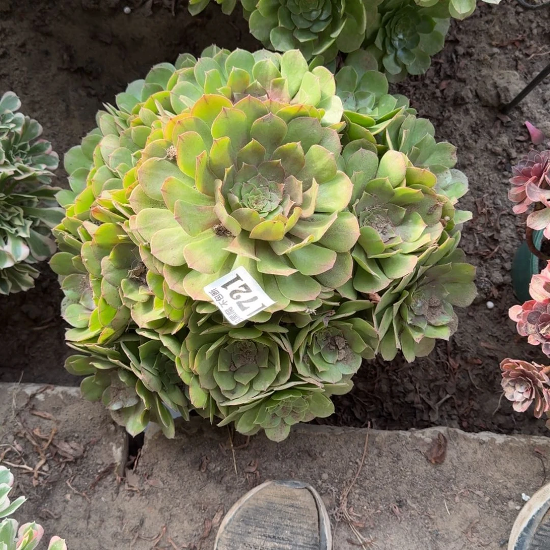 18-9法师万圣节1721