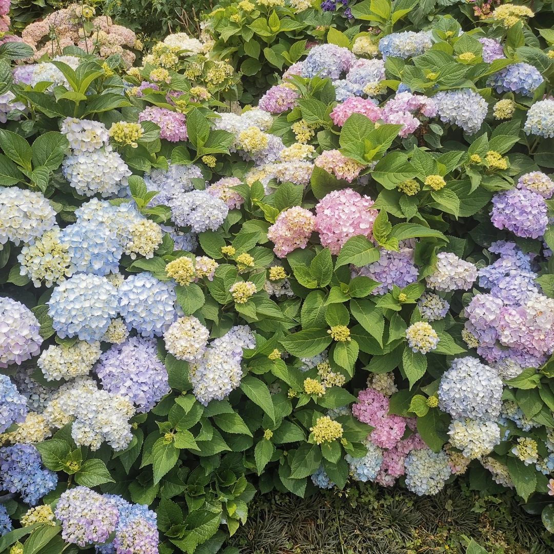 【颜颜】【无尽夏】大花绣球新手必入爆花机器阳台庭院盆栽地栽