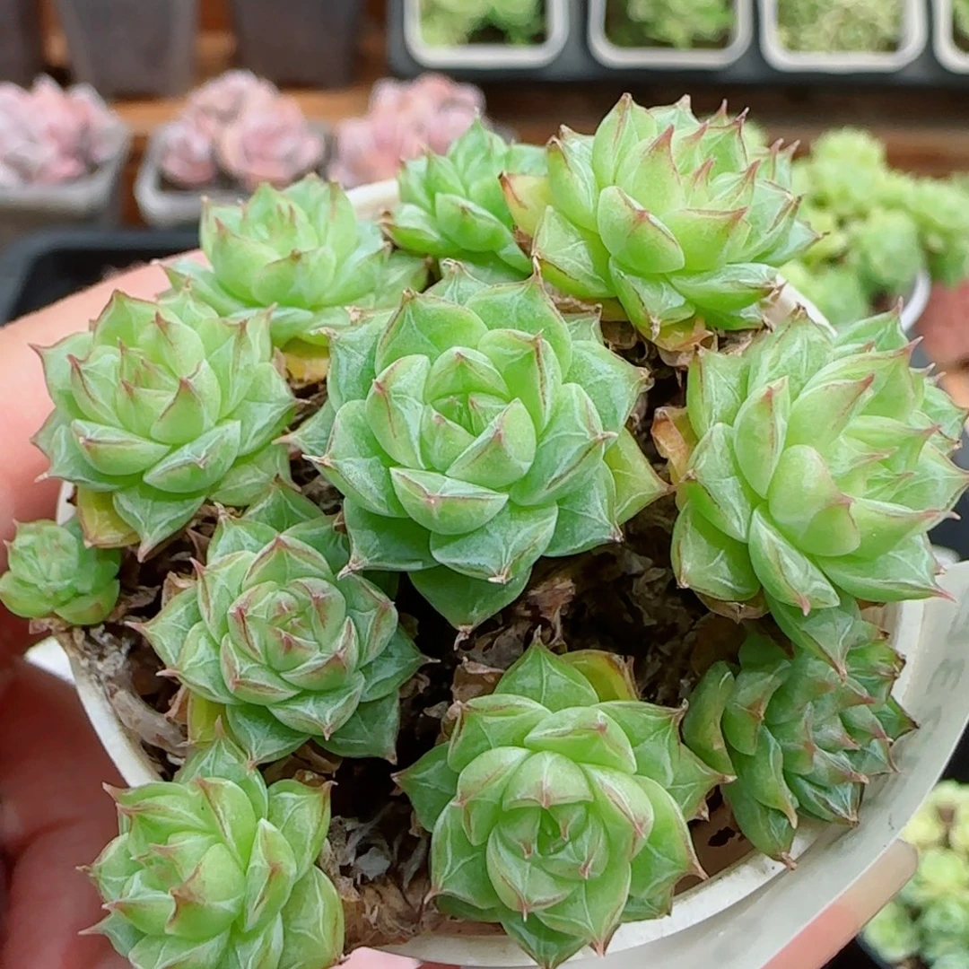 花语逸镜0923-179整