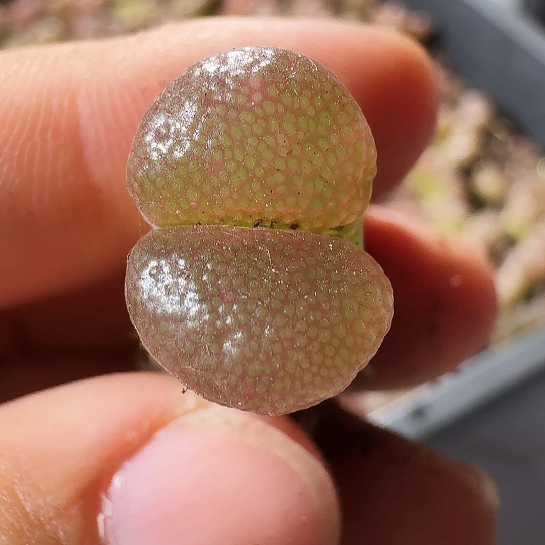 无花朵爱***猫福利风铃走起94