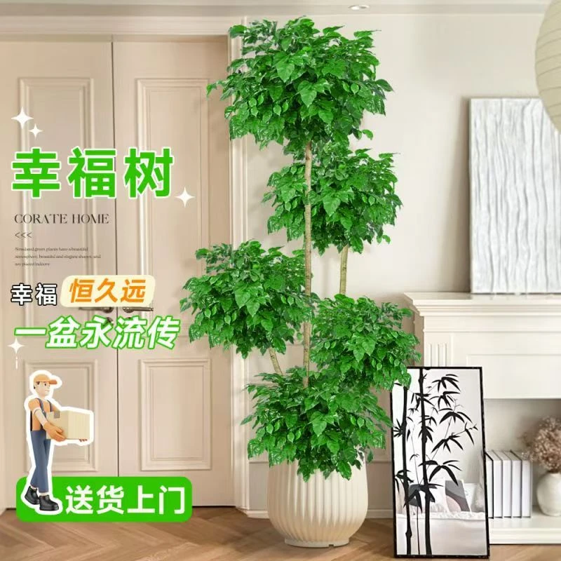 五层幸福树绿植老桩室内客厅四季常绿