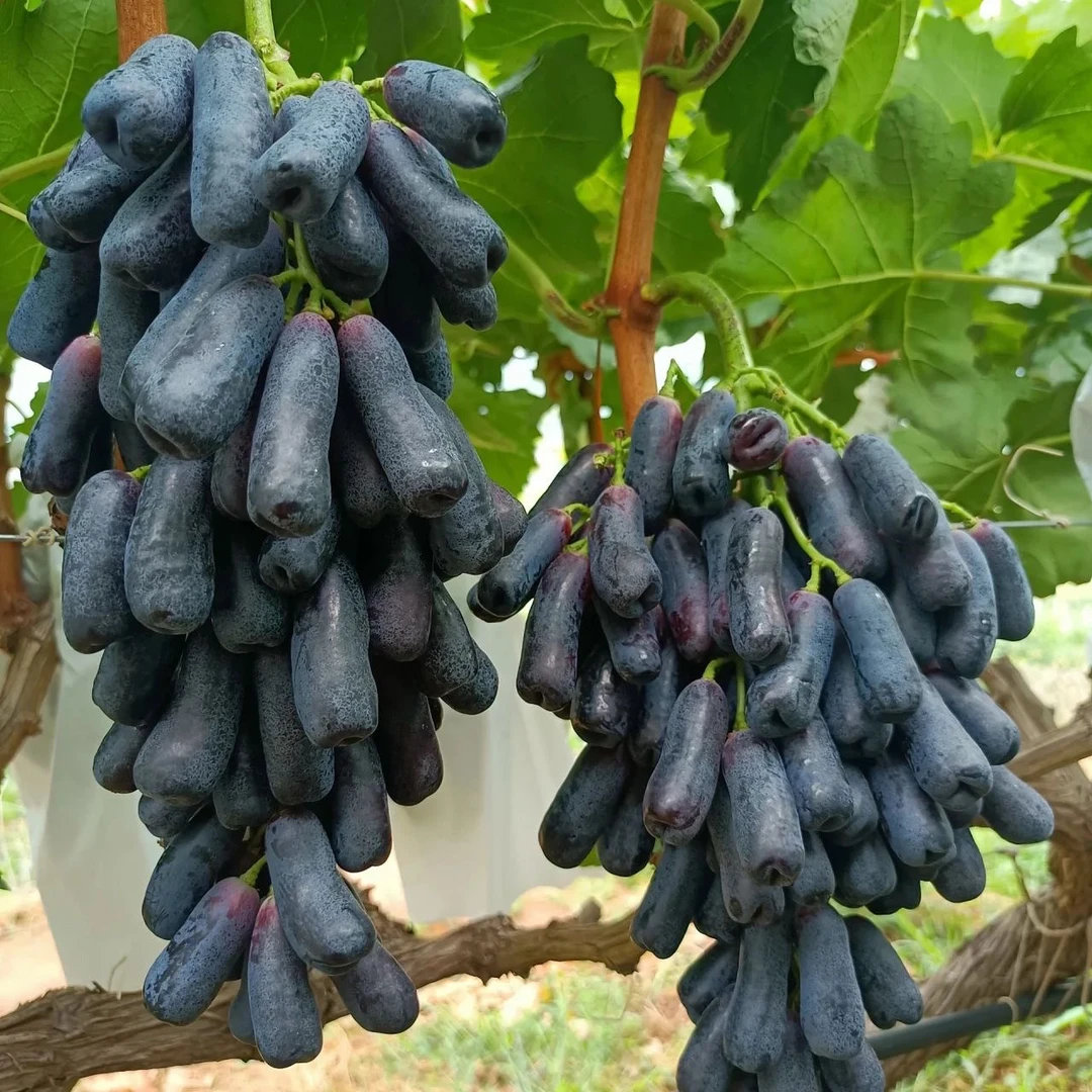 蓝宝石2-3年葡萄树