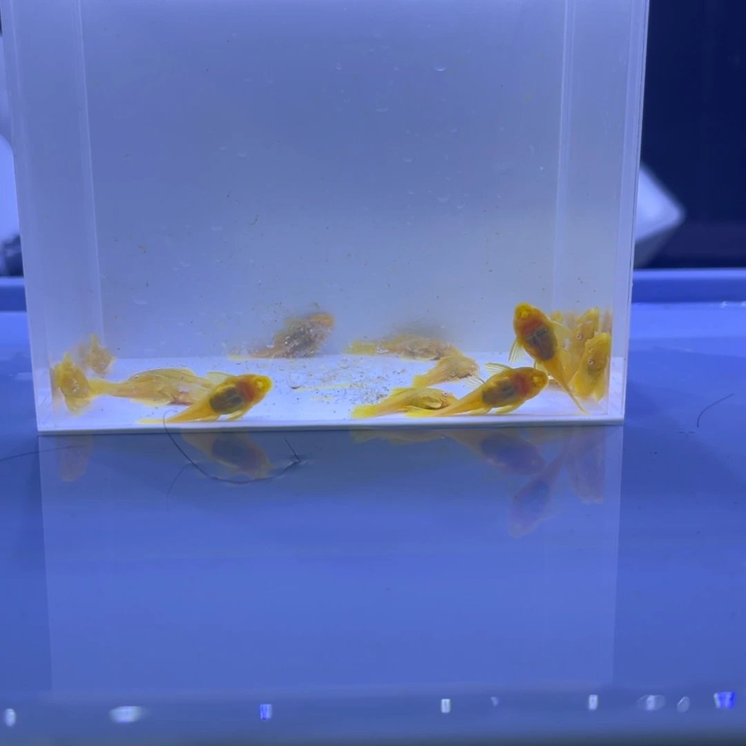 孔雀鱼胡子十条开箱视频报损