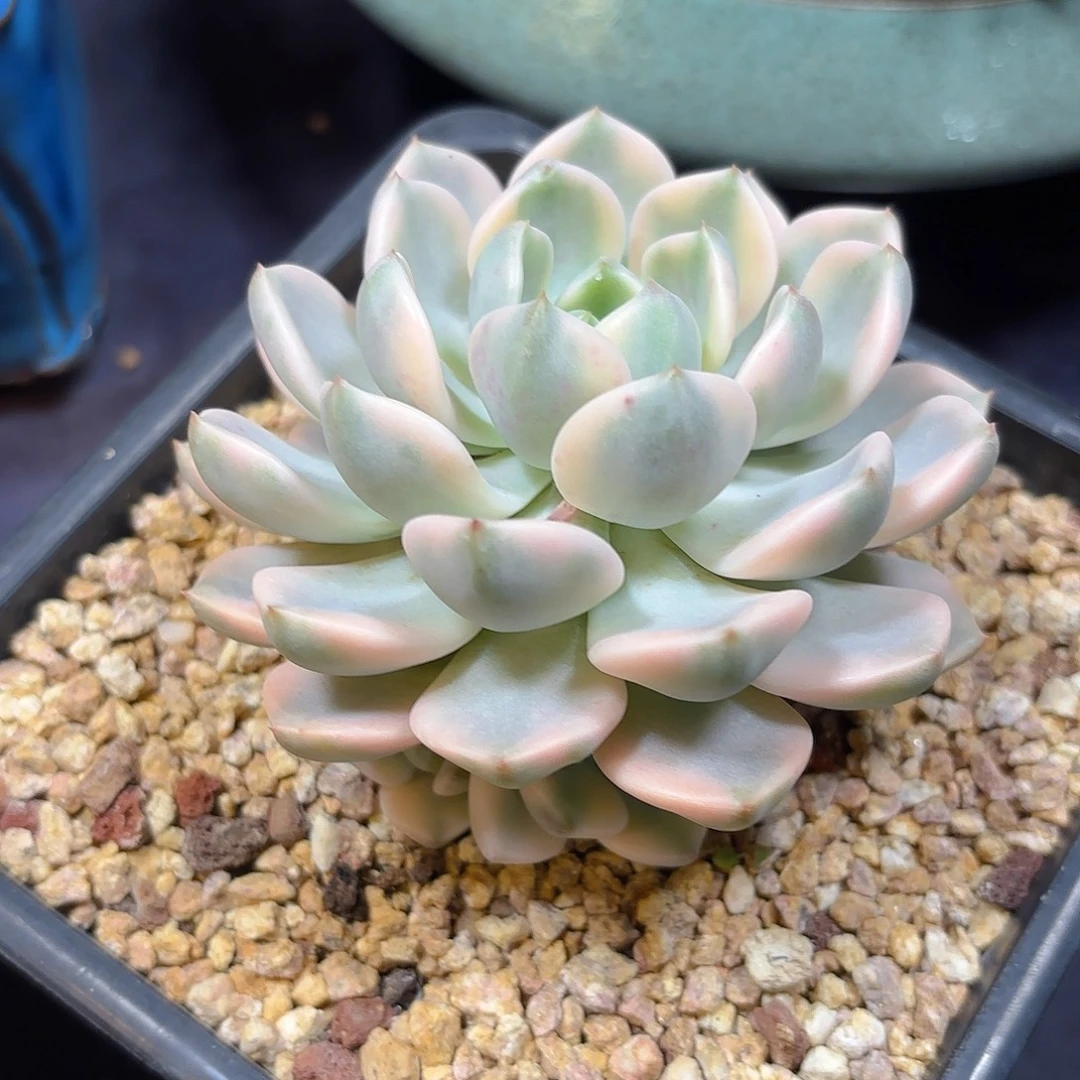 红粉佳人锦脱土包邮